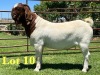 1X Boer Goat Stud Buck Lukas Burger Boer Goats