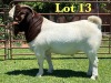 1X Boer Goat Stud Buck Lukas Burger Boer Goats