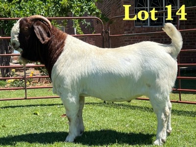 1X Boer Goat Stud Buck Lukas Burger Boer Goats