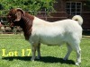 1X Boer Goat Flock C Buck Lukas Burger Boer Goats