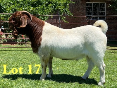 1X Boer Goat Flock C Buck Lukas Burger Boer Goats