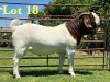 1X Boer Goat Flock T Buck Lukas Burger Boer Goats