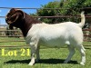 1X Boer Goat Flock C Buck Lukas Burger Boer Goats