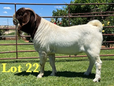 1X Boer Goat Flock Buck Lukas Burger Boer Goats