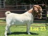 1X Boer Goat Flock C Buck Lukas Burger Boer Goats