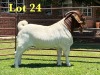 1X Boer Goat Flock T Buck Lukas Burger Boer Goats