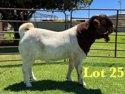 1X Boer Goat Flock Buck Lukas Burger Boer Goats