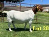 1X Boer Goat Stud Doe Lukas Burger Boer Goats