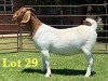 1X Boer Goat Stud Doe Lukas Burger Boer Goats