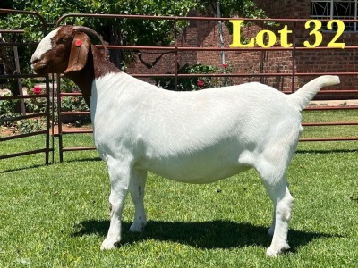 1X Boer Goat Stud Doe Lukas Burger Boer Goats