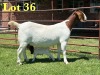 1+2X Boer Goat Stud Doe Lukas Burger Boer Goats