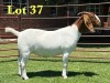 1X Boer Goat Stud Doe Lukas Burger Boer Goats