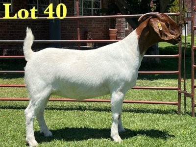 1X Boer Goat Stud Doe Lukas Burger Boer Goats