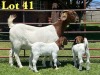 1+2X Boer Goat Flock Doe Lukas Burger Boer Goats