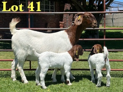 1+2X Boer Goat Flock Doe Lukas Burger Boer Goats