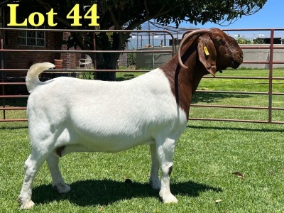 1X Boer Goat Flock Doe Lukas Burger Boer Goats