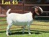 1X Boer Goat Stud Doe Lukas Burger Boer Goats