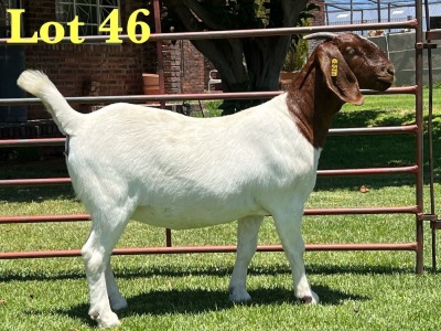 1X Boer Goat Stud Doe Lukas Burger Boer Goats