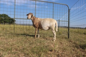 1X OOI/EWE J Afrika - Mandla Seopela - 082 044 4712