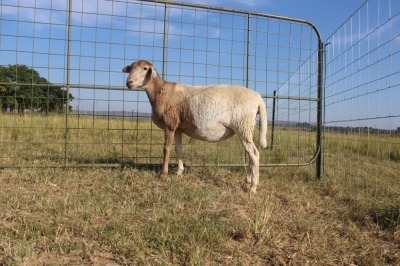 1X OOI/EWE J Afrika - Mandla Seopela - 082 044 4712