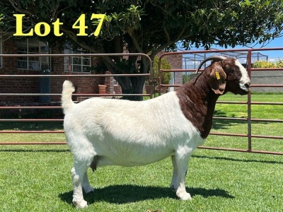 1X Boer Goat Flock Doe Lukas Burger Boer Goats