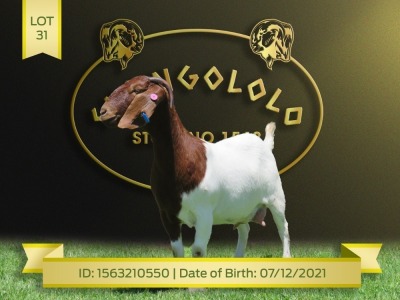 1X Boer Goat Flock C Doe Shongololo Boerbok Stoet 1569