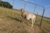 1X OOI/EWE J Afrika - Mandla Seopela - 082 044 4712 - 2