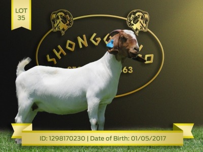 1X Boer Goat Stud Doe Shongololo Boerbok Stoet 1569