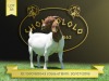 1X Boer Goat Stud Doe Shongololo Boerbok Stoet 1569