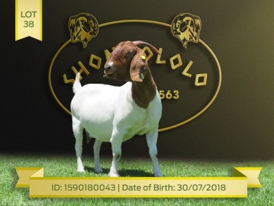 1X Boer Goat Stud Doe Shongololo Boerbok Stoet 1569