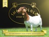 1X Boer Goat Flock C Doe Shongololo Boerbok Stoet 1568