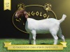 1X Boer Goat Flock Doe Shongololo Boerbok Stoet 1569