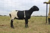 1X OOI/EWE J Afrika - Mandla Seopela - 082 044 4712