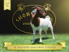 1X Boer Goat Flock Doe Shongololo Boerbok Stoet 1569