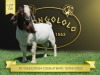 1X Boer Goat Stud Buck Shongololo Boerbok Stoet 1563