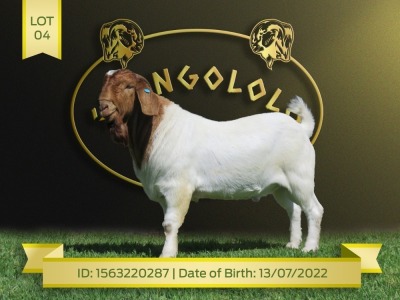 1X Boer Goat Flock Buck Shongololo Boerbok Stoet 1563