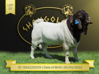 1X Boer Goat Flock Buck Shongololo Boerbok Stoet 1563