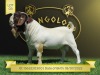 1X Boer Goat Flock Buck Shongololo Boerbok Stoet 1563