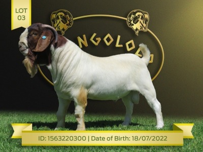 1X Boer Goat Flock Buck Shongololo Boerbok Stoet 1563