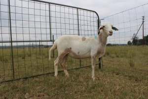 1X OOI/EWE J Afrika - Mandla Seopela - 082 044 4712