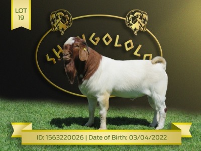 1X Boer Goat Flock Buck Shongololo Boerbok Stoet 1566