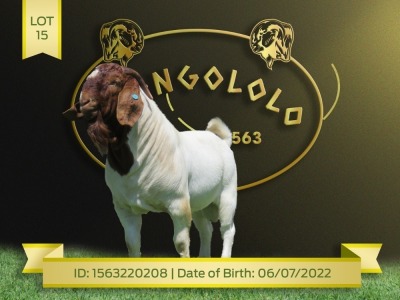 1X Boer Flock Goat Buck Shongololo Boerbok Stoet 1564