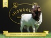 1X Boer Goat Flock Buck Shongololo Boerbok Stoet 1567