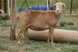 1X OOI/EWE B3 Genetics - Charles Freeme - 074 207 0007