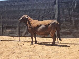 LOT 6 1X MEATMASTER RAM GHM COMPION MEATMASTERS