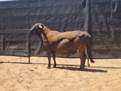 LOT 6 1X MEATMASTER RAM GHM COMPION MEATMASTERS