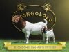 1+1X Boer Goat Flock Doe Shongololo Boerbok Stoet 1569