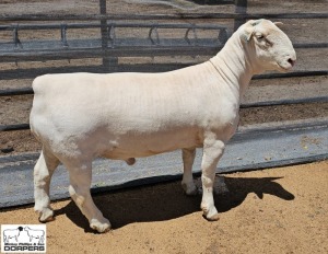 1 X WHITE DORPER STUD RAM Ashley Phillips White Dorpers