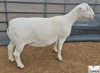 1 X WHITE DORPER PREGNANT T5 EWE Ashley Phillips White Dorpers