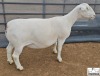 1 X WHITE DORPER PREGNANT T5 EWE Ashley Phillips White Dorpers - 2